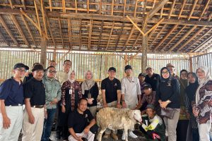 Dompet Duafa Jogja Adakan Program Inti-Plasma Breeding Domba
